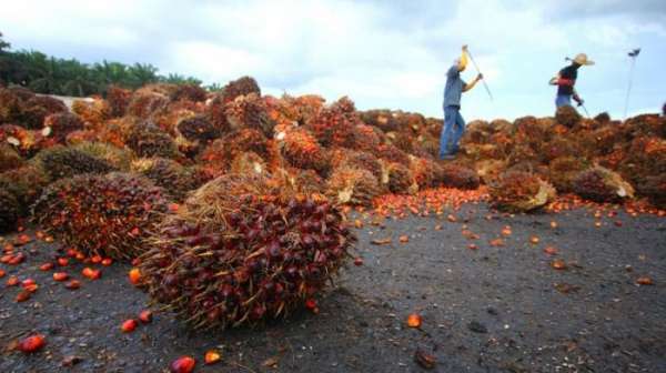 Ekspor Riau Naik 4,42 Persen, Sawit Penyumbang Terbesar