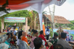 Image : Wakil Wali Kota Panen Raya Padi di Kampung Wisata Pengambang Rumbai Timur