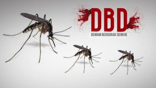 Image : Tujuh Pasien DBD di Pekanbaru Masih Dirawat