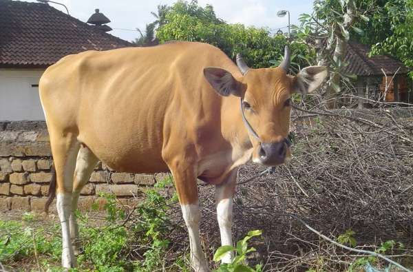 Lahan Sport Center Siap Dijadikan Pusat Peternakan Sapi 