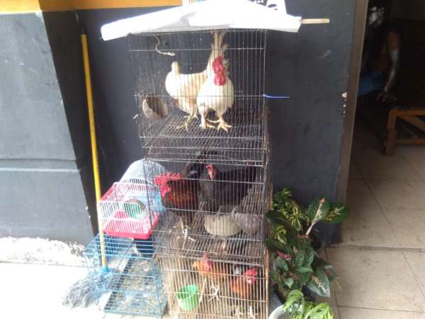 Satpol PP Tertibkan Pedagang di Sejumlah Badan Jalan