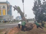 Image : Dipindah ke Tenayan Raya, Puluhan Pohon Pelindung Terdampak Pelebaran Jalan Tumbuh Kembali