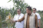 Image : Perum Bulog Riau Kepri Siap Serap Jagung Pipil Kelompok Tani Amara Jaya Pekanbaru
