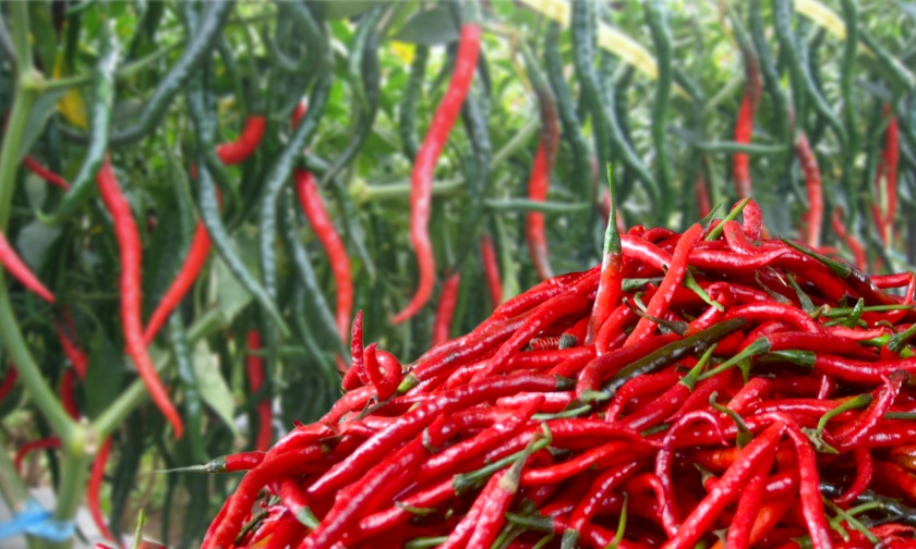 Image : DKP Pekanbaru Sebut Kenaikan Harga Cabai Karena Faktor Cuaca Ekstrem