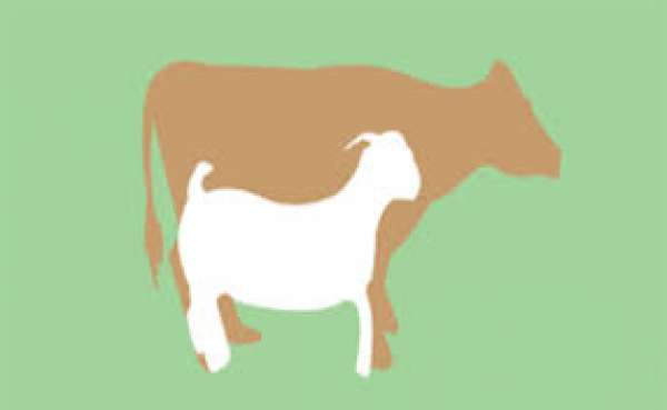 Hewan Kurban Pemko Sudah Capai 10 Ekor