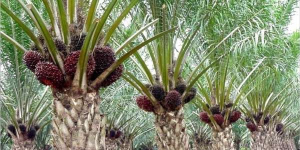Sepekan Kedepan, Harga TBS di Riau Turun Rp104,94/Kg