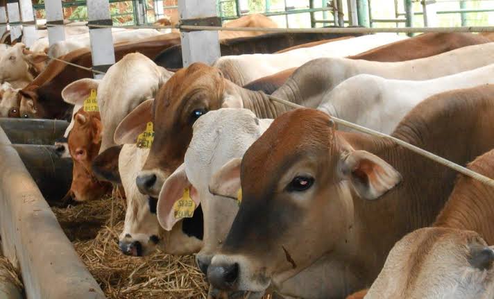 Pemko Pekanbaru akan Sembelih 23 Ekor Sapi di Idul Adha Tahun Ini