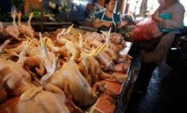 Harga Ayam di Pekanbaru Naik