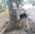Image : Terimbas Pelebaran Jalan, DLHK Pekanbaru Pindahkan Puluhan Pohon Pelindung ke Komplek Tenayan