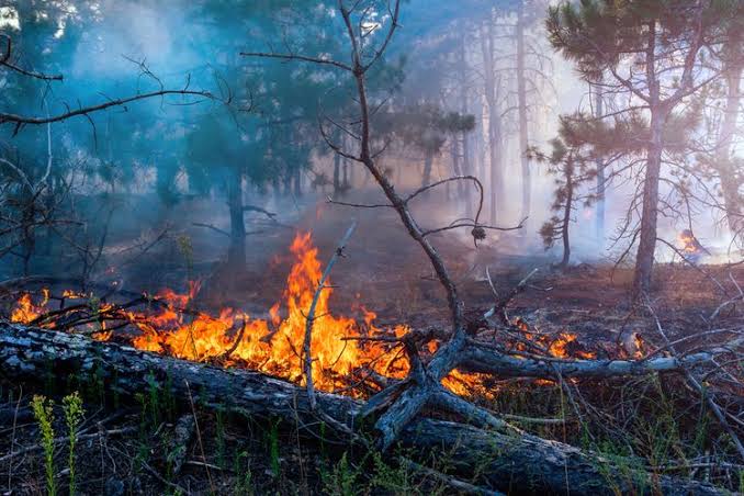 Pemko Pekanbaru Ajak Warga Pro Aktif Cegah Kebakaran Lahan