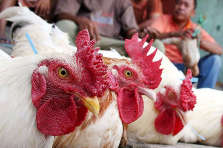 Image : Penjualan Daging Ayam Diakhir Bulan Meningkat
