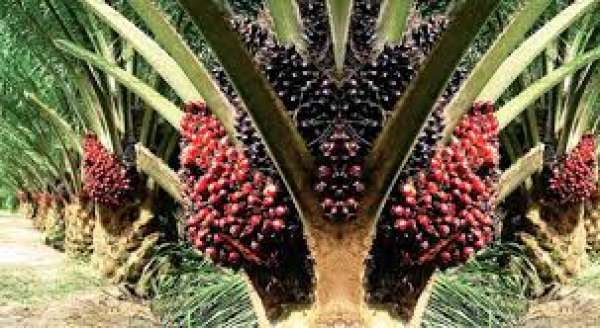 Harga TBS Sawit Riau Turun