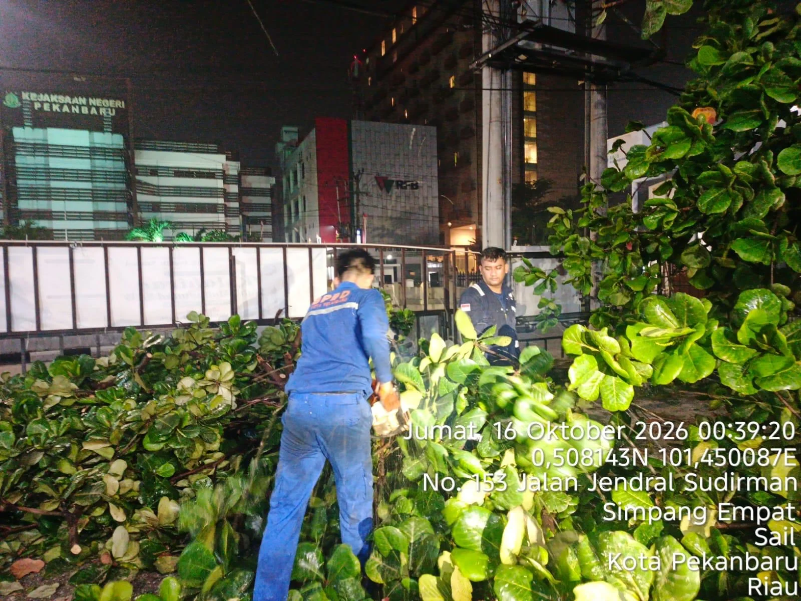 Tim BPBD Kota Pekanbaru berjibaku mengevakuasi pohon tumbang