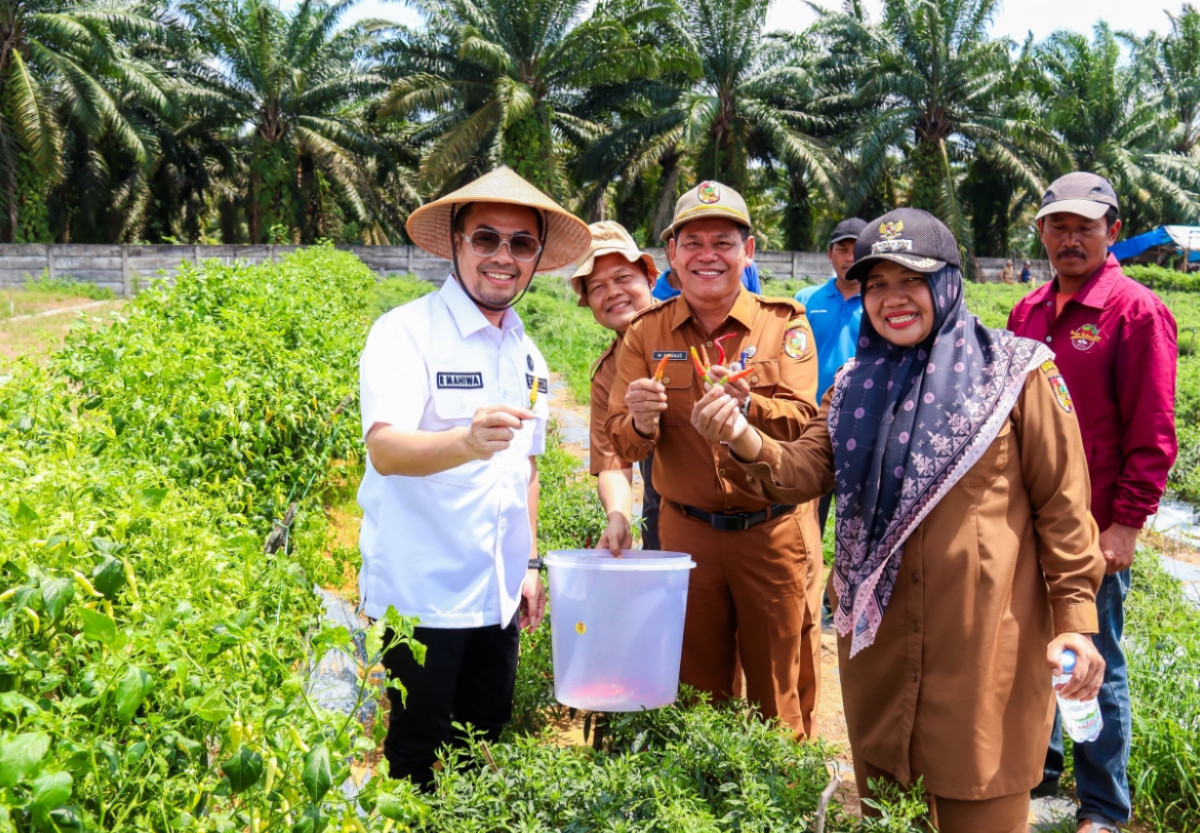 Pj Wali Kota Pekanbaru Risnandar Mahiwa Didampingi Kepala Dinas Pertanian dan Perikanan Kota Pekanbaru Drh M. Firdaus dan Camat Bina Widya Indah Vidya Astuti Meninjau Budi Daya Cabai Hortikultura di Jl. Naga Sakti Pekanbaru